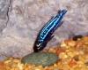 Melanochromis johannii