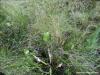 Pomacea maculata
