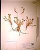 Heteranthera limosa