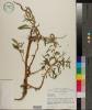 Amaranthus cannabinus