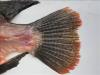 Oreochromis aureus × niloticus