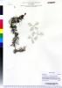 Myriophyllum sibiricum × spicatum