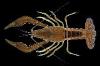 Procambarus acutus acutus