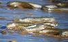 Leuresthes sardina
