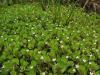 Bacopa repens