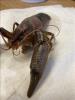 Procambarus acutus