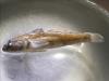 Preserved Round Goby in shallow dish