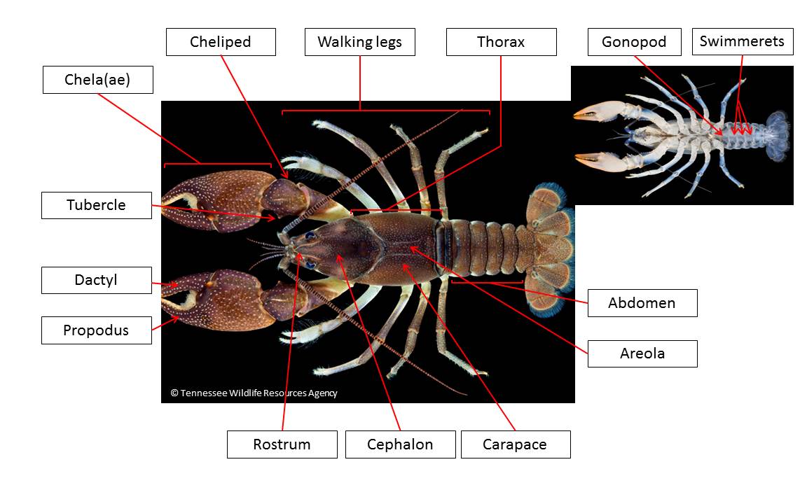 Rusty Crayfish (Faxonius rusticus) - Species Profile