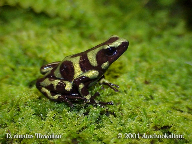 Poison Dart Frog, Species