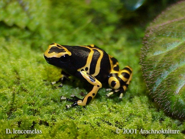Yellow-banded Poison Dart Frog (Dendrobates leucomelas) - Species Profile