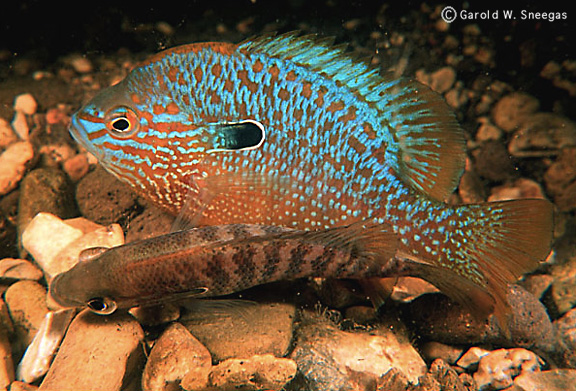 Longear Sunfish (Lepomis megalotis) - Species Profile