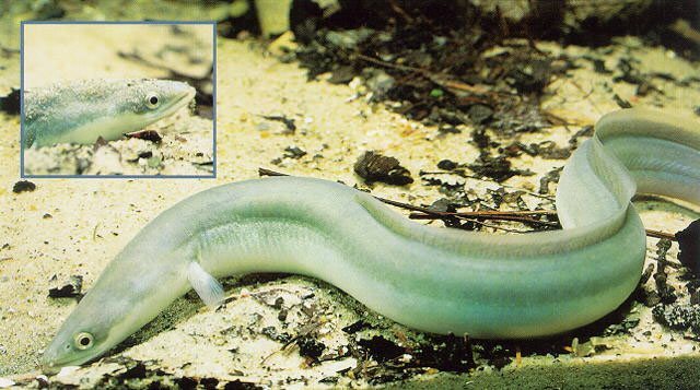 European eel (Anguilla anguilla) - Species Profile