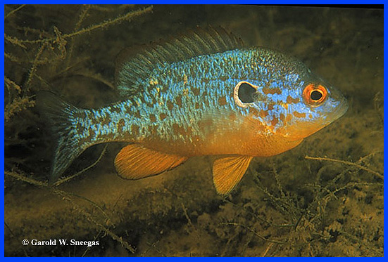 Orangespotted Sunfish (Lepomis humilis) - Species Profile