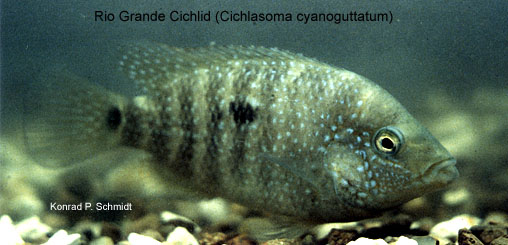 Rio Grande Cichlid Herichthys Cyanoguttatus Species Profile