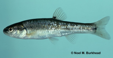 Creek Chub (Semotilus atromaculatus) - Species Profile