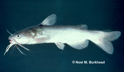 White Catfish (Ameiurus catus) - Species Profile