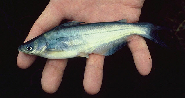 Blue Catfish (Ictalurus furcatus) - Species Profile