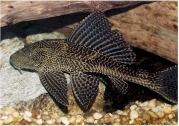 Vermiculated Sailfin Catfish (Pterygoplichthys disjunctivus) - Species  Profile