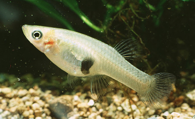 Eastern Mosquitofish (Gambusia holbrooki) - Species Profile