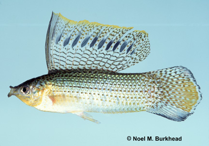 Fisher Species Profile, Alaska Department of Fish and Game