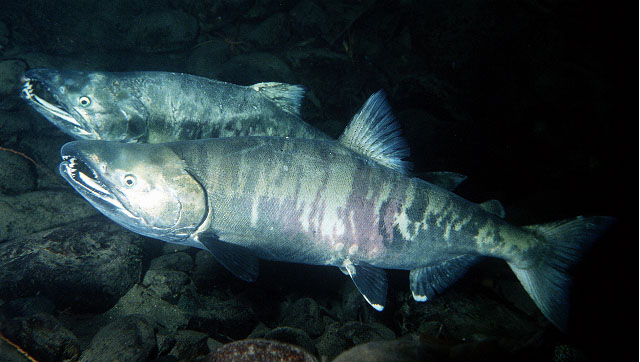 Species Profile - Chum Salmon