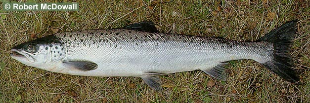 Atlantic Salmon (Salmo salar) - Species Profile