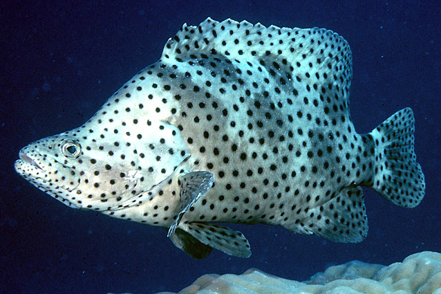 Closeup of a panther grouper, white with black spotter tropical fish,  exotic pet from the indo-pacific ocean Stock Photo by ©jaapbleijenberg  274256604