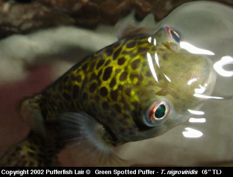 Pufferfishes and Their Relatives