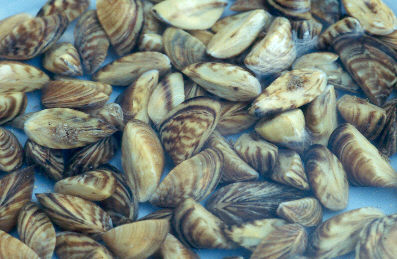 Pest alert: Invasive zebra mussels arrive in Oregon in moss balls sold  for aquariums