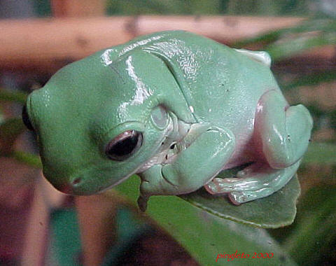 Australian Green Treefrog Litoria Caerulea Species Profile