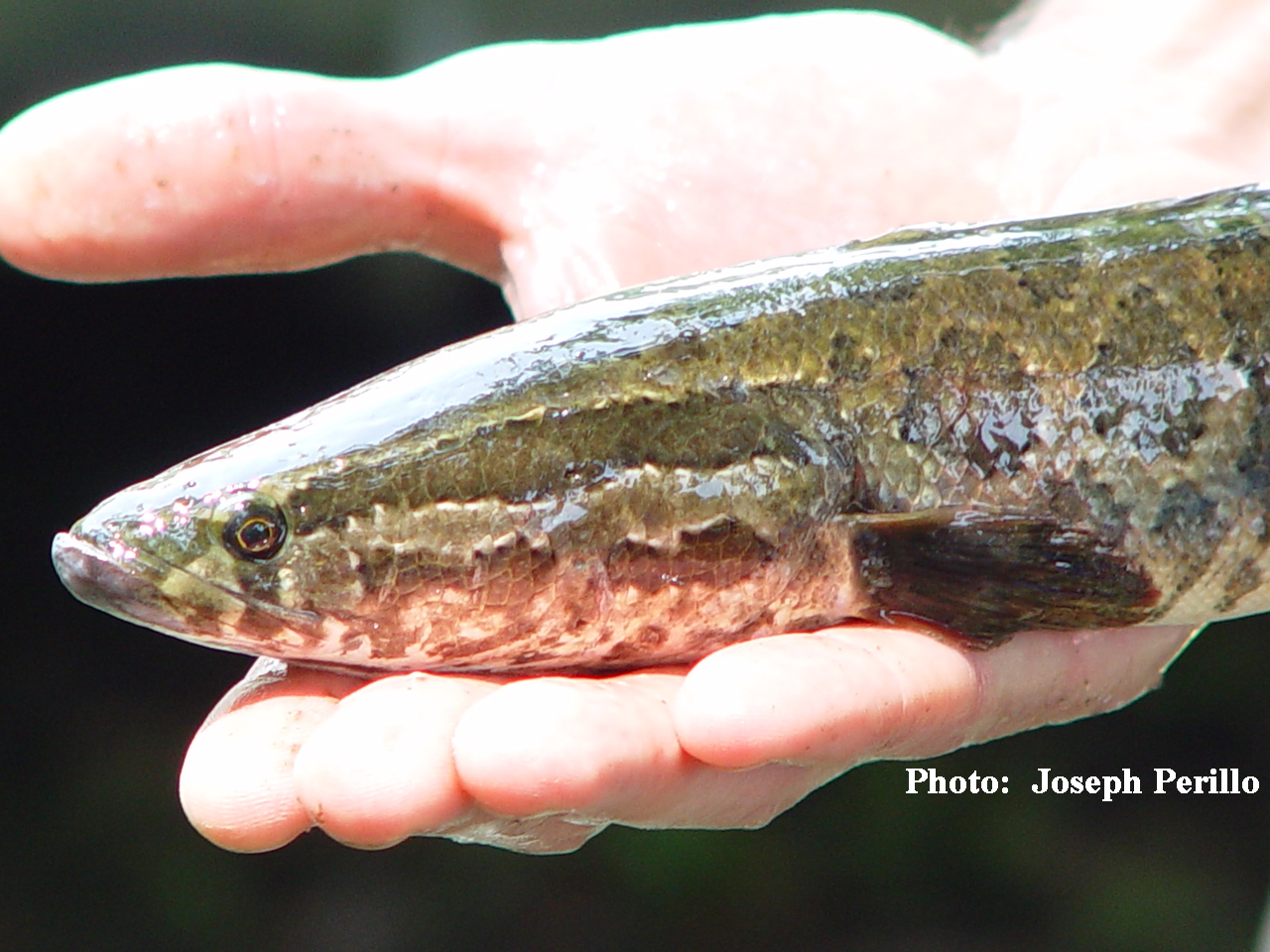 facts about snakehead fish