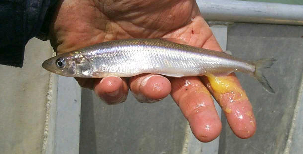 Kansas Department of Wildlife & Parks releases Plains Minnows back into  native waters