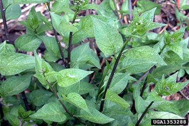 Species Profile - Solanum dulcamara