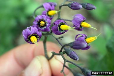 Solanum dulcamara