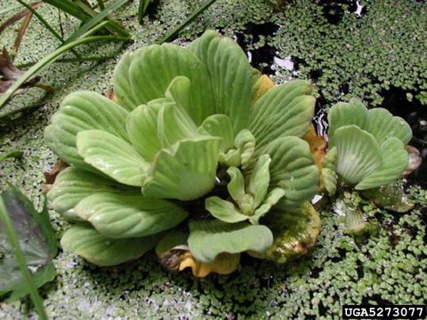 Species Profile - Water lettuce