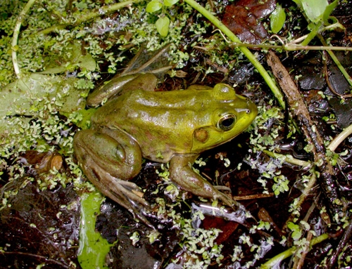 Pig Frog (Lithobates Grylio)
