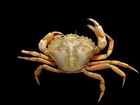 Carcinus maenas