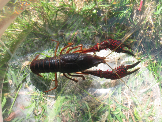 Illegal crayfish traps recovered from North East river 