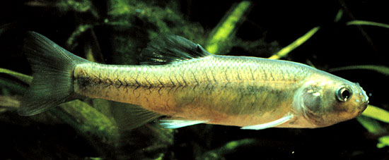 Fathead minnow, a small pond fish for a small pond