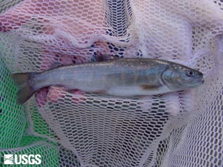 Bull Trout, Salvelinus confluentus