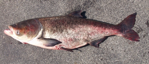 Bait Feeder Rig for Silver Carp Bighead Carp and Asian carp fishing 
