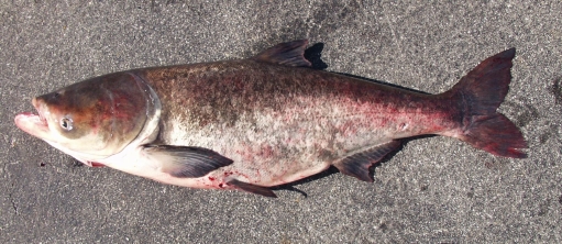 Destructive black carp found near Indiana waterways