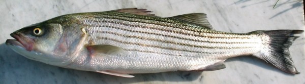 Striped Bass (Morone saxatilis) - Species Profile