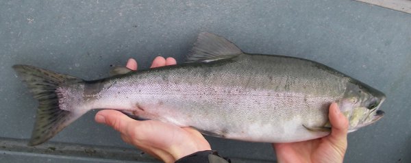Pink Salmon (Oncorhynchus gorbuscha) - Species Profile