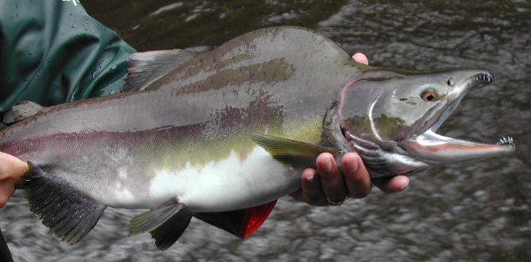 Pink Salmon (Oncorhynchus gorbuscha) - Species Profile