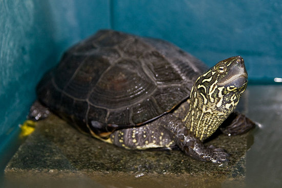 Chinese Three Keeled Pond Turtle Mauremys Reevesii Species Profile 
