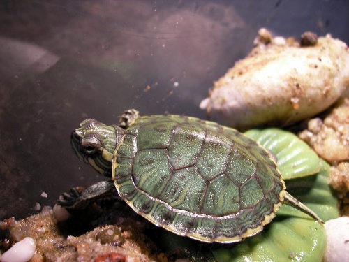 Red-Eared Slider: Species Profile  