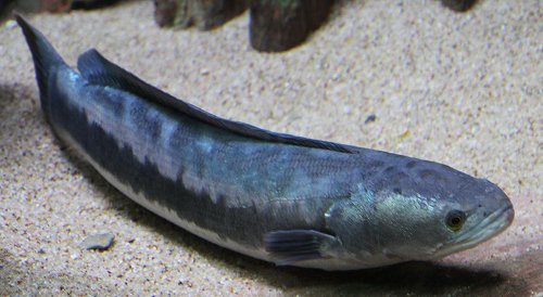 giant snakehead in water