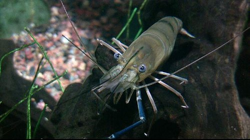 giant river prawn (Macrobrachium rosenbergii) - Species Profile