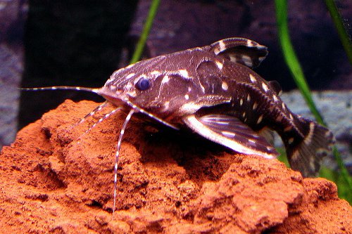 spotted rafael catfish (Agamyxis pectinifrons) - Species Profile